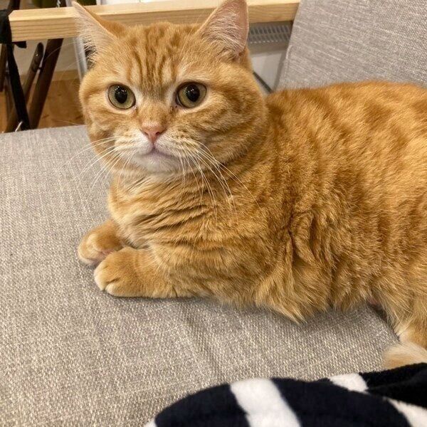 ソファでくつろぐぷてぃこちゃん