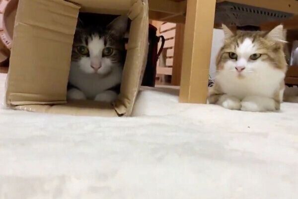 ダンボールの中に入るオデコちゃんと、きょとんとした表情で見つめる秀吉くん