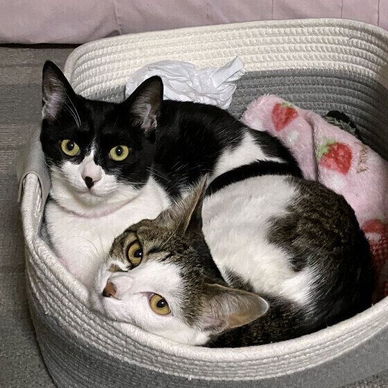 Mix（黒×白）のウイちゃんたち♪