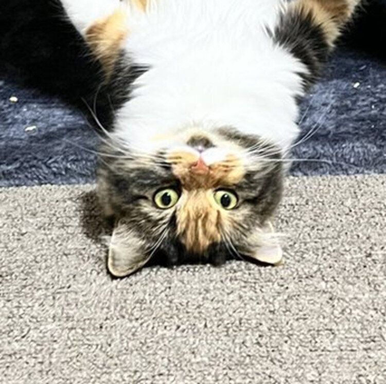 サイベリアンの美美ちゃん