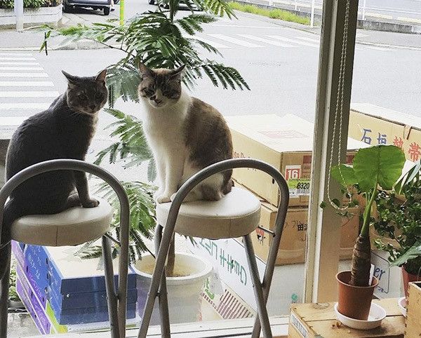 フックちゃんとばずちゃん