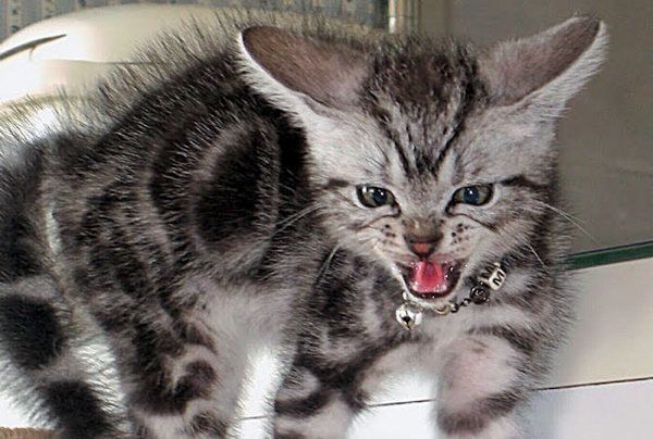 耳でわかる猫の気持ち