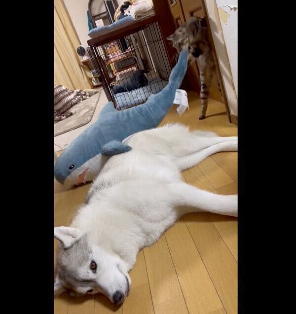 ユキちゃんがサメのぬいぐるみと添い寝することを許さないサンくん