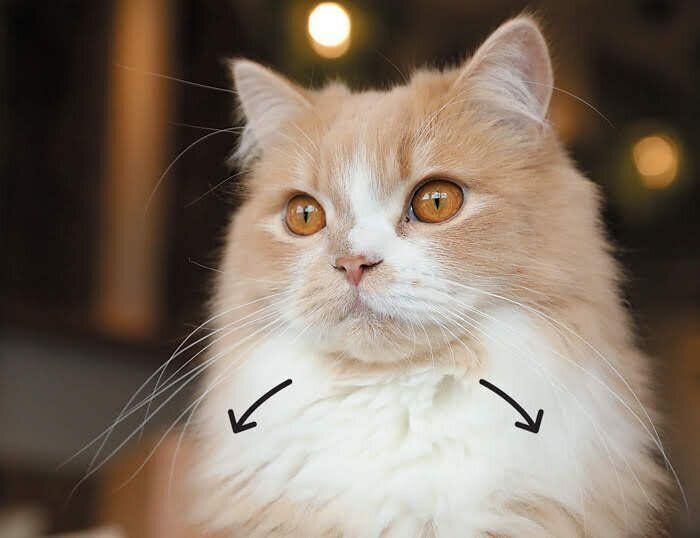 平常心のときの猫のヒゲ