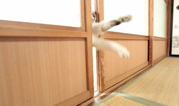 扉を開けようとする猫