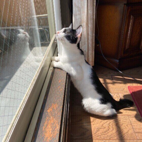 ひなたぼっこ中の小糸ちゃん