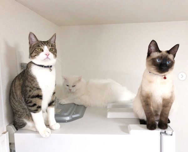 元保護猫・風ちゃん・ルルちゃん・音ちゃん