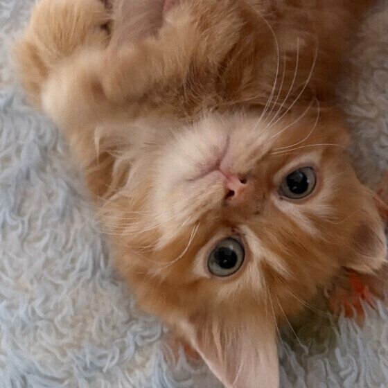 マンチカンのシンバくん