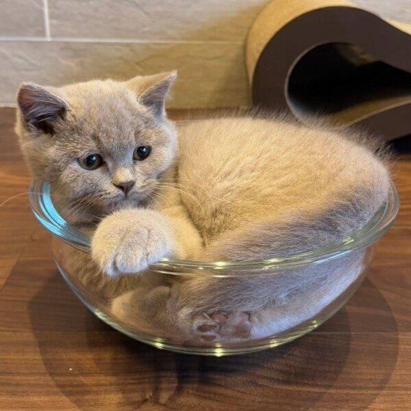 ボウルに入ってくつろぐ生後87日のもめんくん