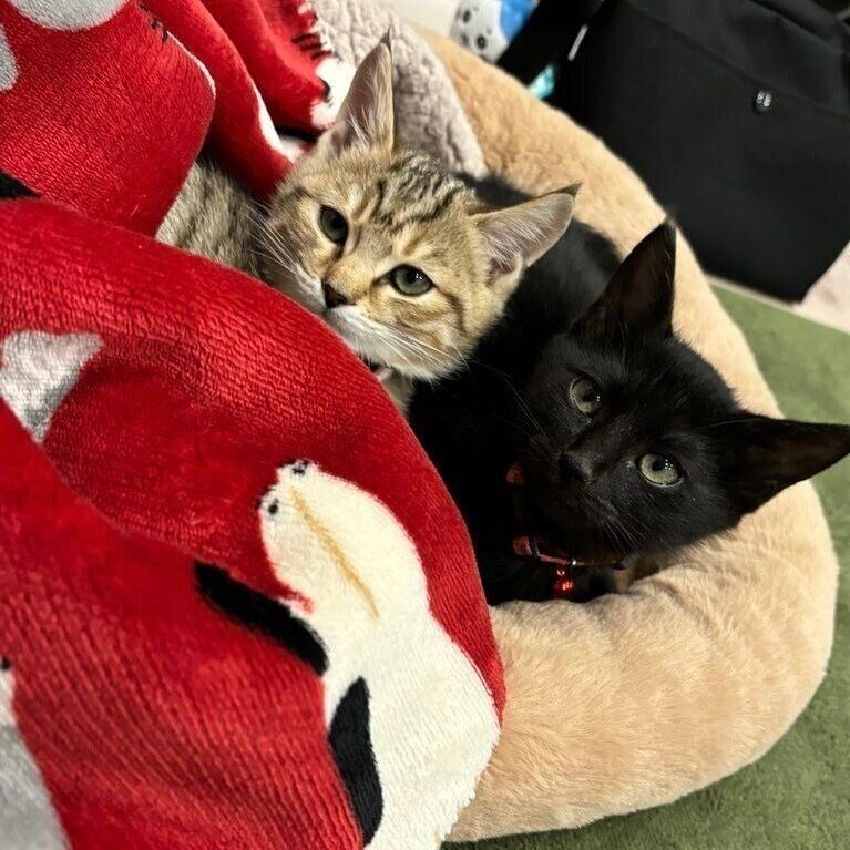 （写真左から）ブランくん、ノワールくん