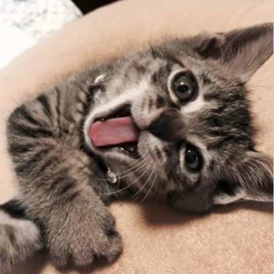 ヤンチャなキジトラ