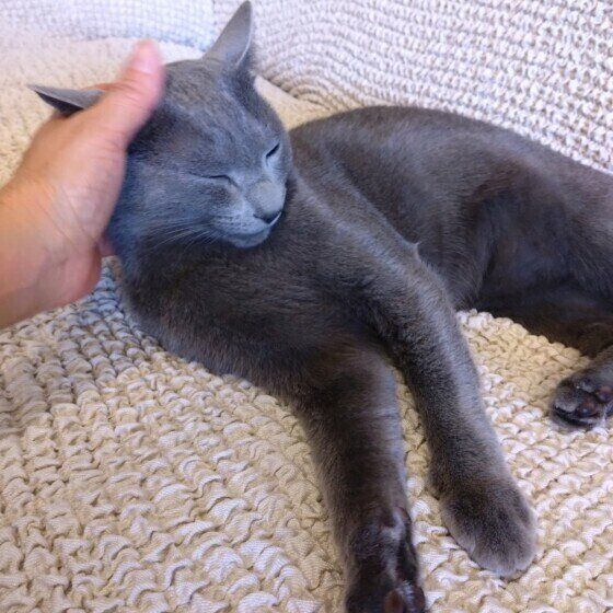 頭をなでられるロシアンブルー