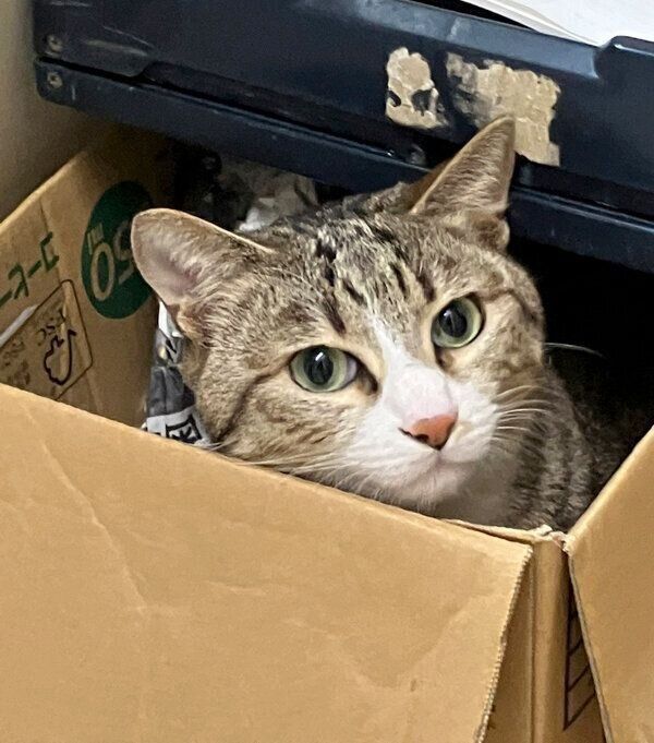 段ボール箱に入るもん吉くん