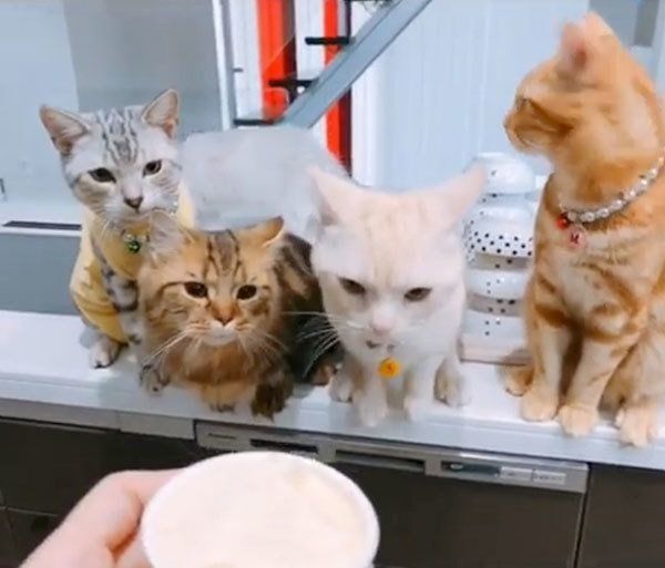 アイスを見つめるアメリカンショートヘア