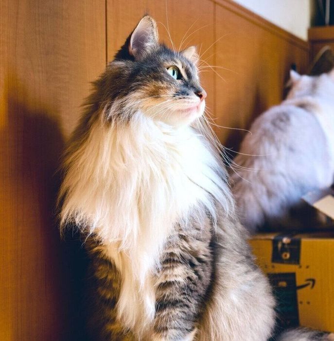 「誤解です」細長い羊羹を食べていたら愛猫の視線が! 人のおやつに反応する猫の心理を獣医師解説|ねこのきもちWEB MAGAZINE