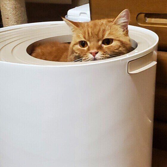 トイレに入るスコティッシュフォールド