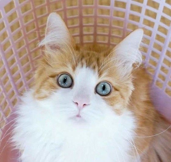 きれいな瞳のメインクーン