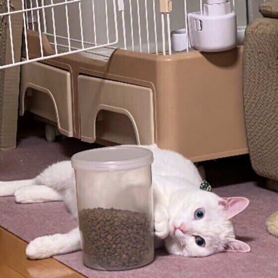 Mix（白）のレオくん♪