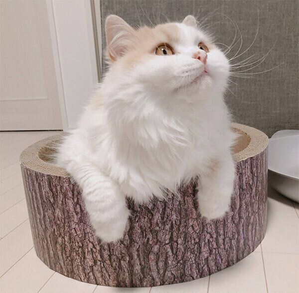 見つめるアポロくん