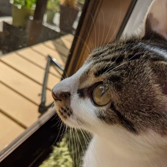 窓の外を見るマルちゃん