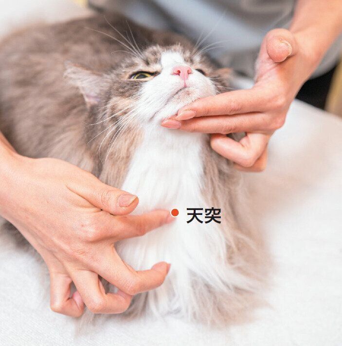 猫の天突の位置