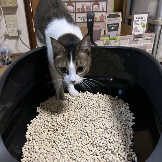 トイレに入ろうとする日本ネコ