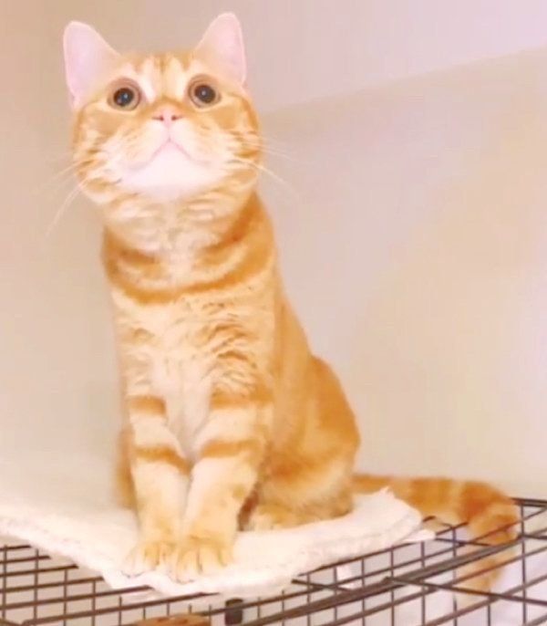 ふみふみする茶トラのhanaちゃん