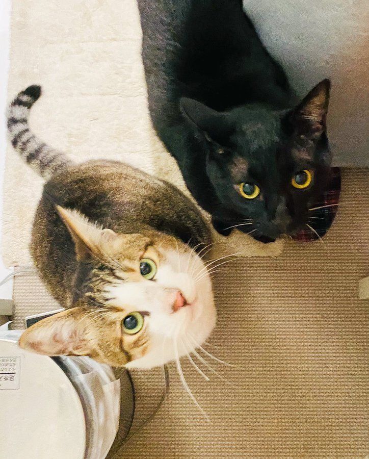 飼い主を見上げる2匹の猫