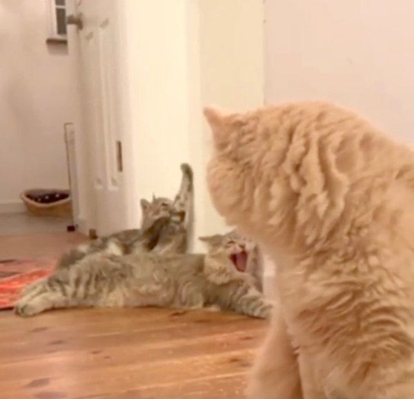 あくびがうつる猫