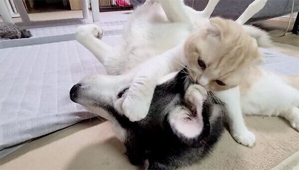 はっちゃんを毛づくろいするじゅんちゃん