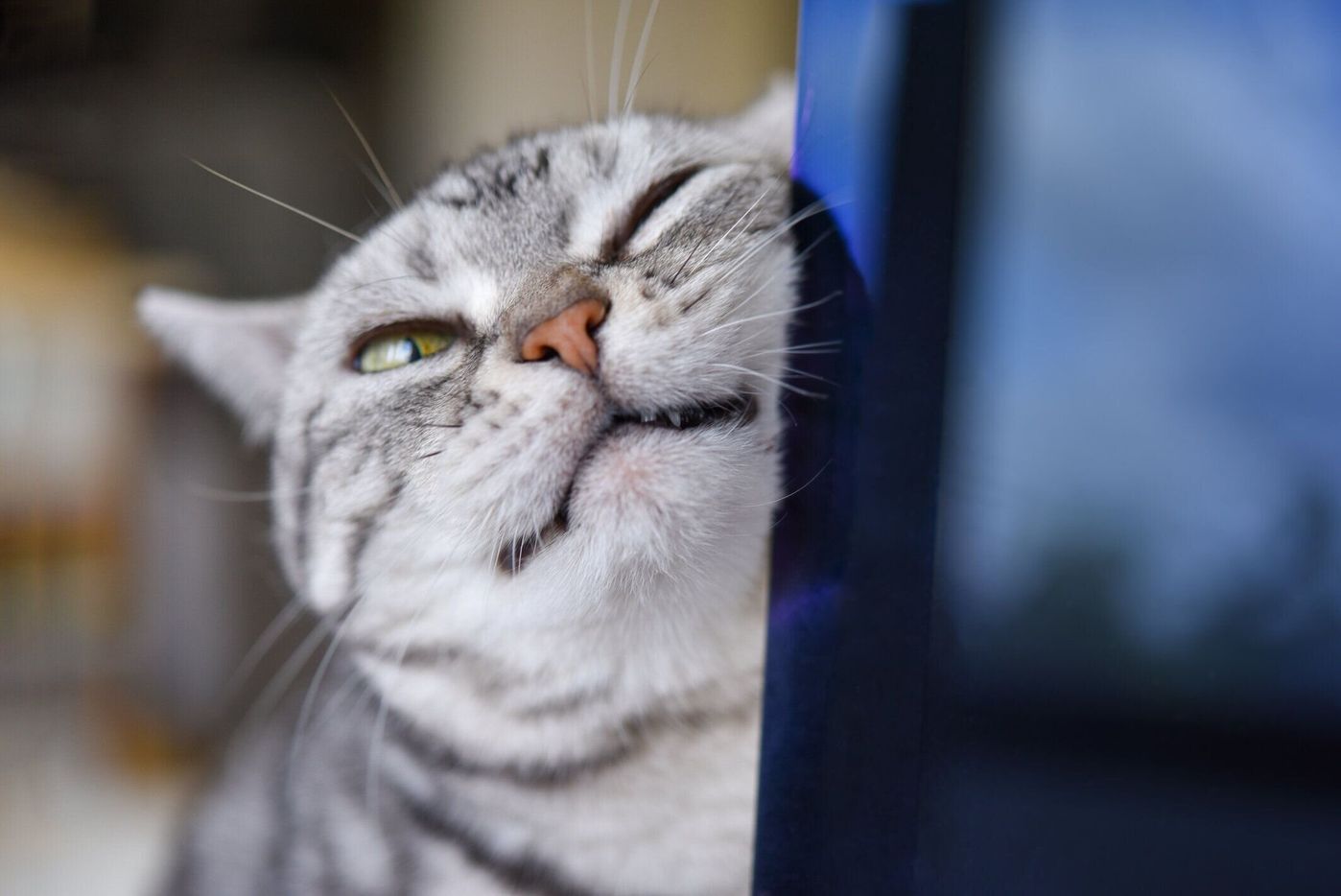 ヘソ天 ふみふみ ちょいちょい 猫の かわいいしぐさ のヒミツを解説 ねこのきもちweb Magazine ヘソ天 ふみふみ ちょいちょい 猫の かわいいしぐさ のヒミツを解説 ねこのきもちweb Magazine