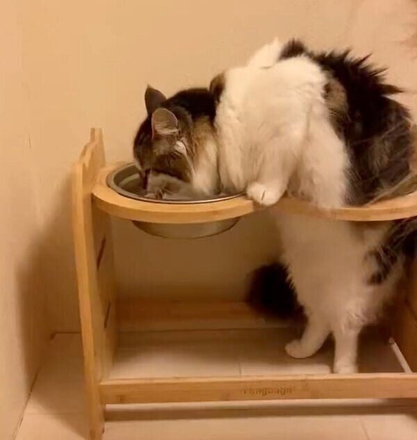 独特な水の飲み方をするさんちゃん