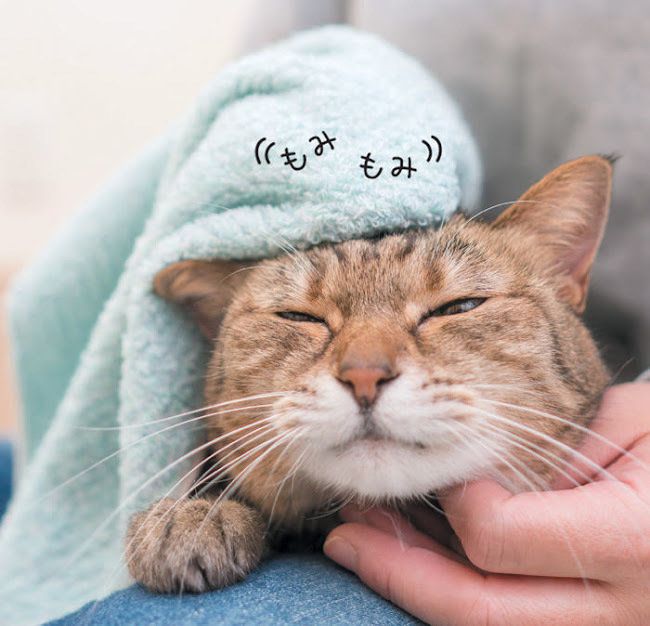 顔をタオルで拭いてもらっている猫