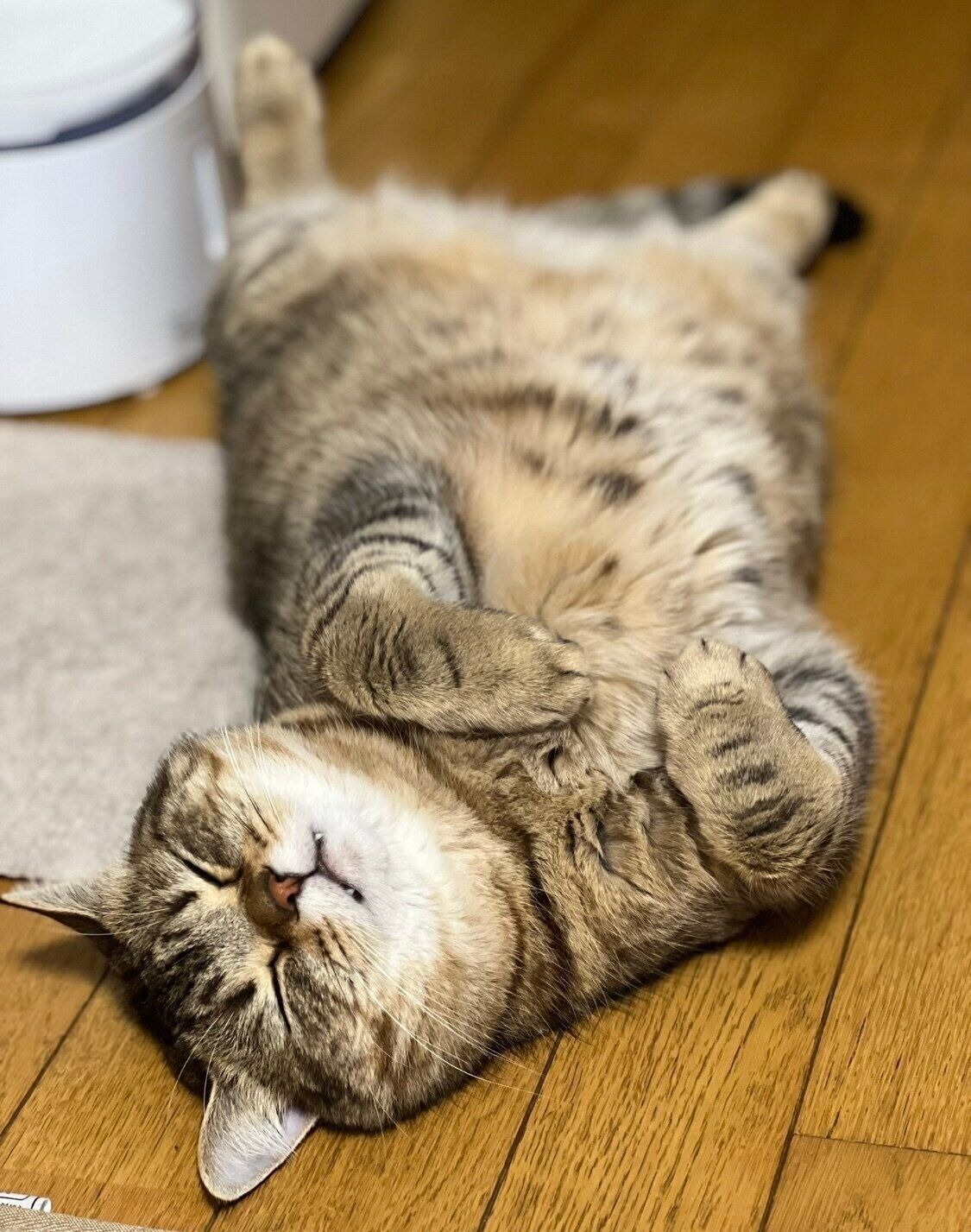 ヘソ天で眠るsellyくん