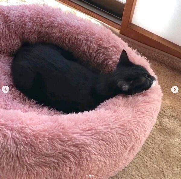 ニトリのペットベッドでまったりするまめくん