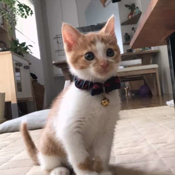 MIX・うにくん・子猫の頃