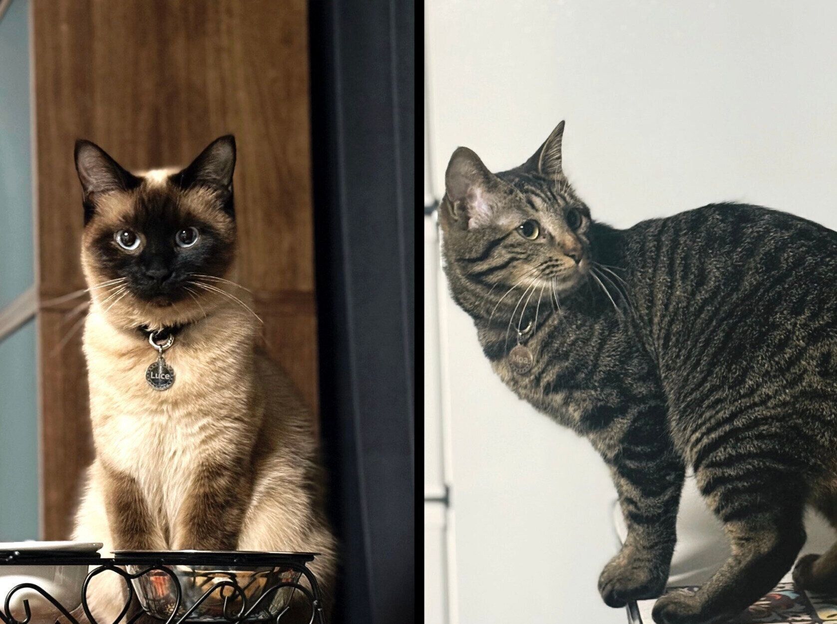 1才になったるちぇちゃん、もあちゃん