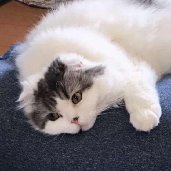 くつろぐスコティッシュフォールド・ロングヘア