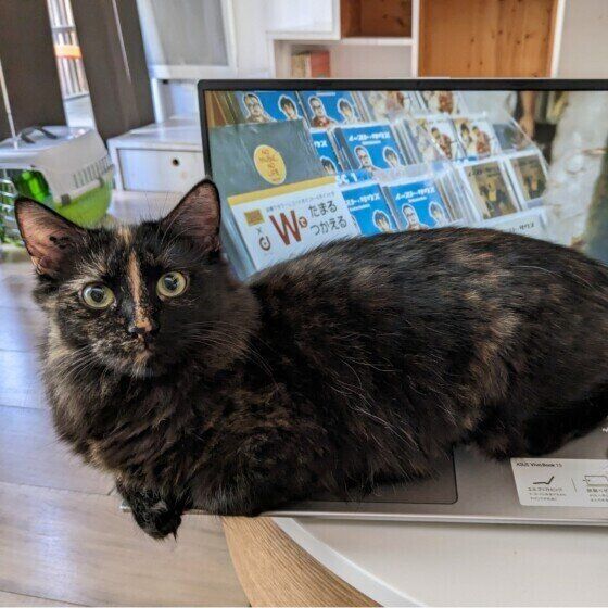 パソコンの上にのるサビ猫