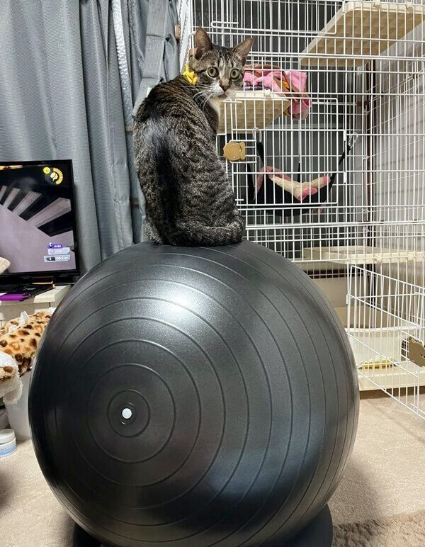 バランスボールの上に乗るごまちゃん