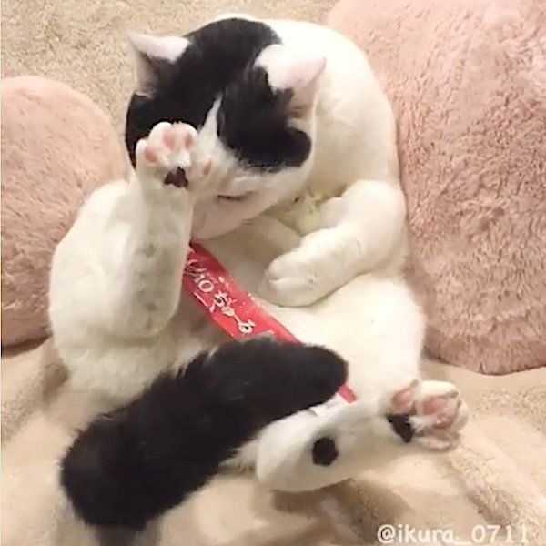 ちゅ〜る大好きな猫