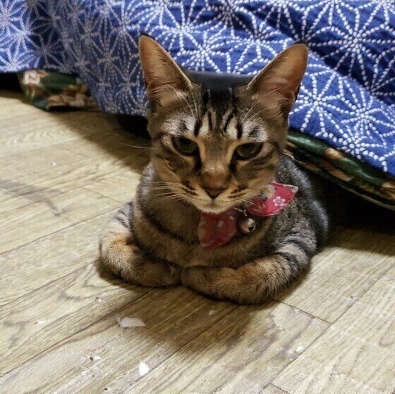 こたつに入って香箱座りをするキジトラのあずきちゃん