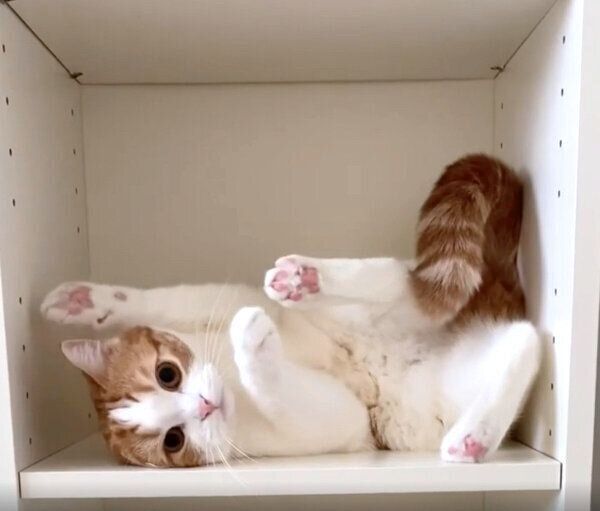 でんぐり返しをするはなちゃん