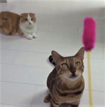 猫じゃらしで遊ぶ猫のびびちゃん