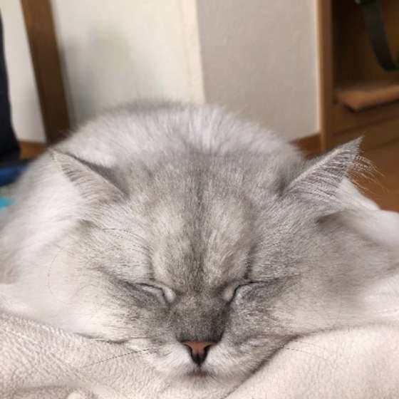 寝ているペルシャ猫のアップ