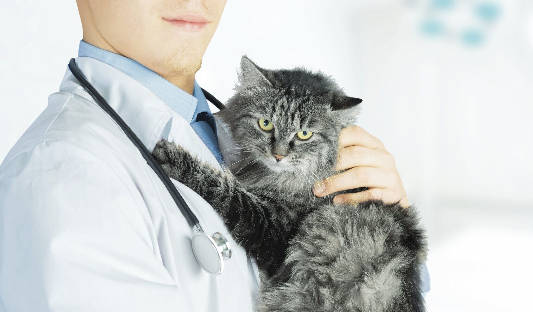 獣医師に抱っこされる猫