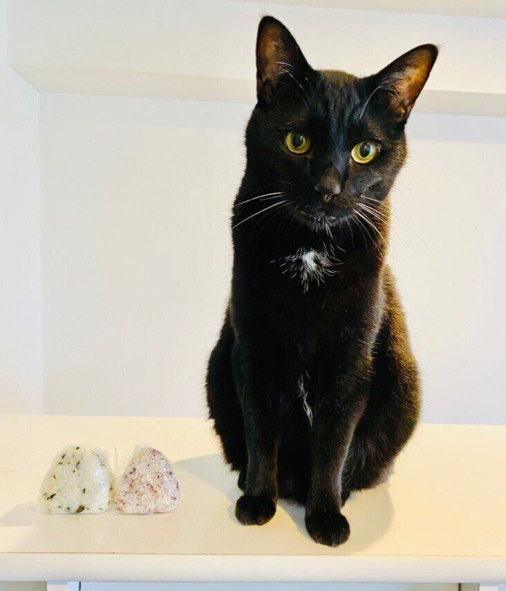 飼い主を見つめる黒猫