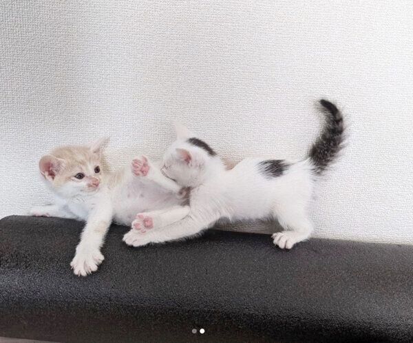 じゃれ合うコメちゃんとミソくん