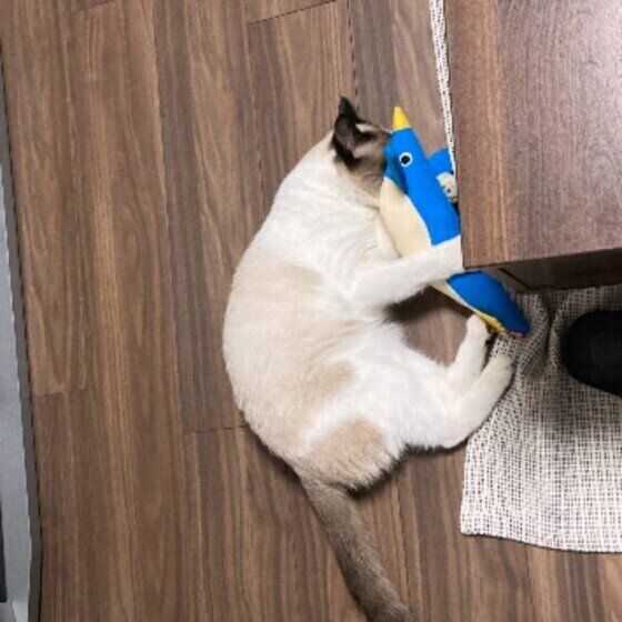 人の腕や太ももをケリケリ 猫に蹴られる理由と対処法 ねこのきもちweb Magazine