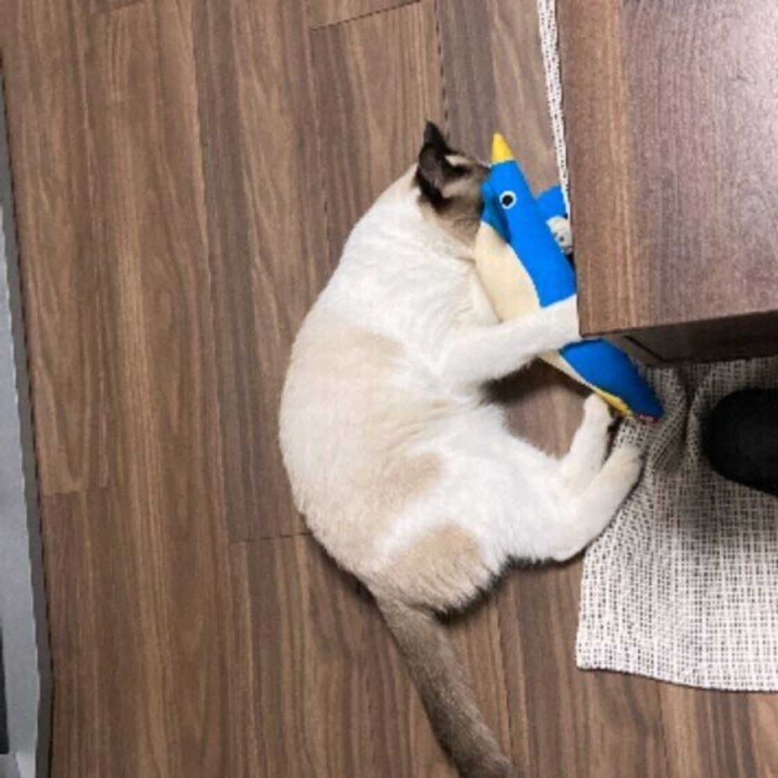 人の腕や太ももをケリケリ 猫に蹴られる理由と対処法 ねこのきもちweb Magazine 人の腕や太ももをケリケリ 猫に蹴られる理由と対処法 ねこのきもちweb Magazine